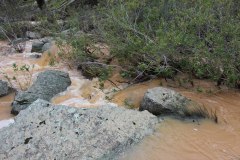 250315-El-Negrillo-12