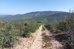220415-rocigalgo-10