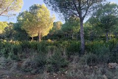 240118-Alcolea-10