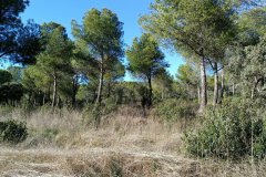 240118-Alcolea-2