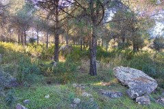 240118-Alcolea-4