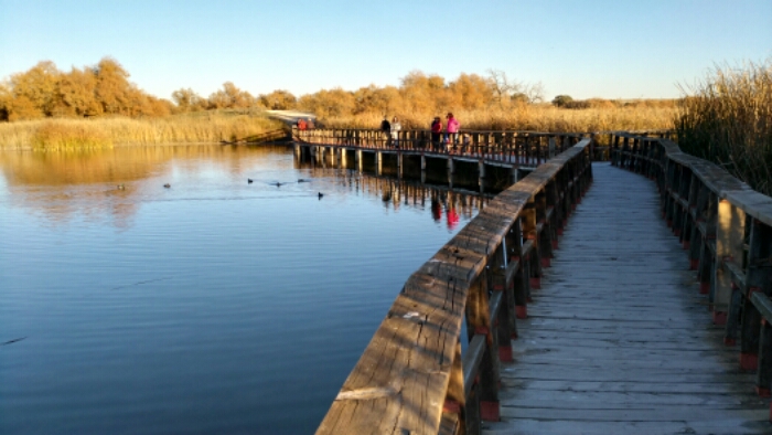 29/11/2015 – Tablas de Daimiel (Ciudad Real)